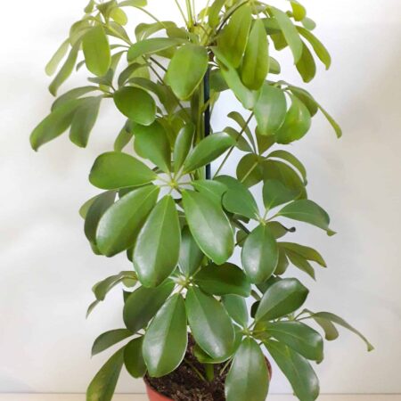 Schefflera Aboricola