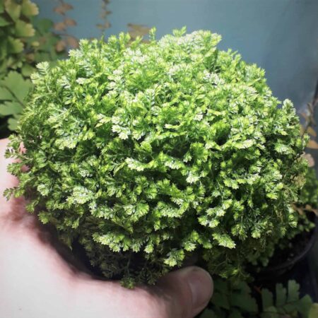 Selaginella apoda