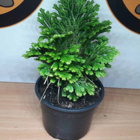 Selaginella martensii