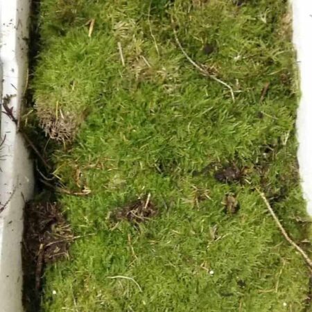 Sheet Moss