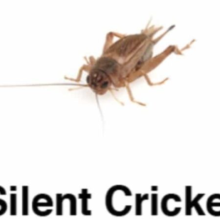 Silent Crickets – Bulk Bags – Approx. 500