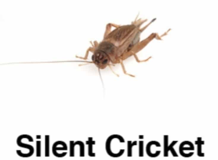 Silent Crickets – Bulk Bags – Approx. 500