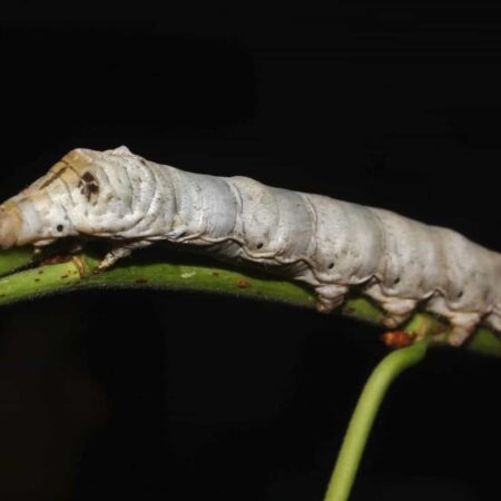 Silkworm