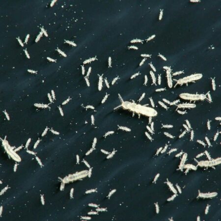 Springtails