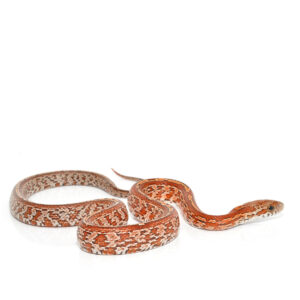 Corn Snake - Pantherophis guttatus