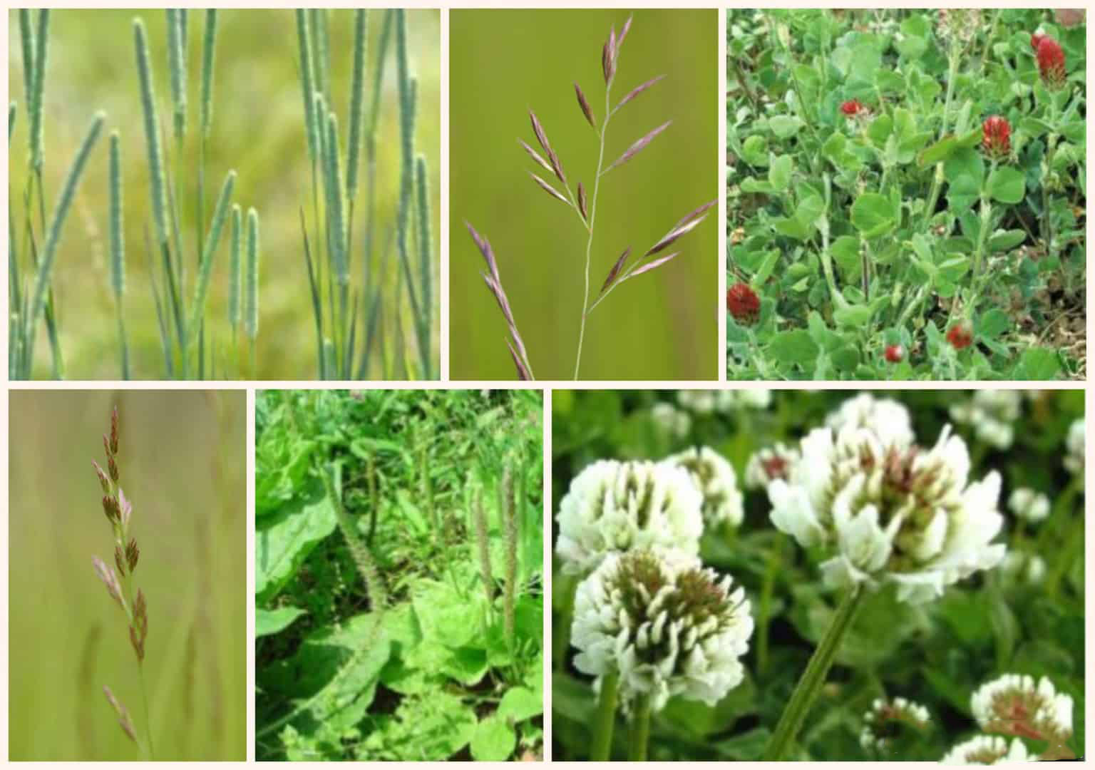 Herbie Mix - Tortoise Fibre/Lawn Mix