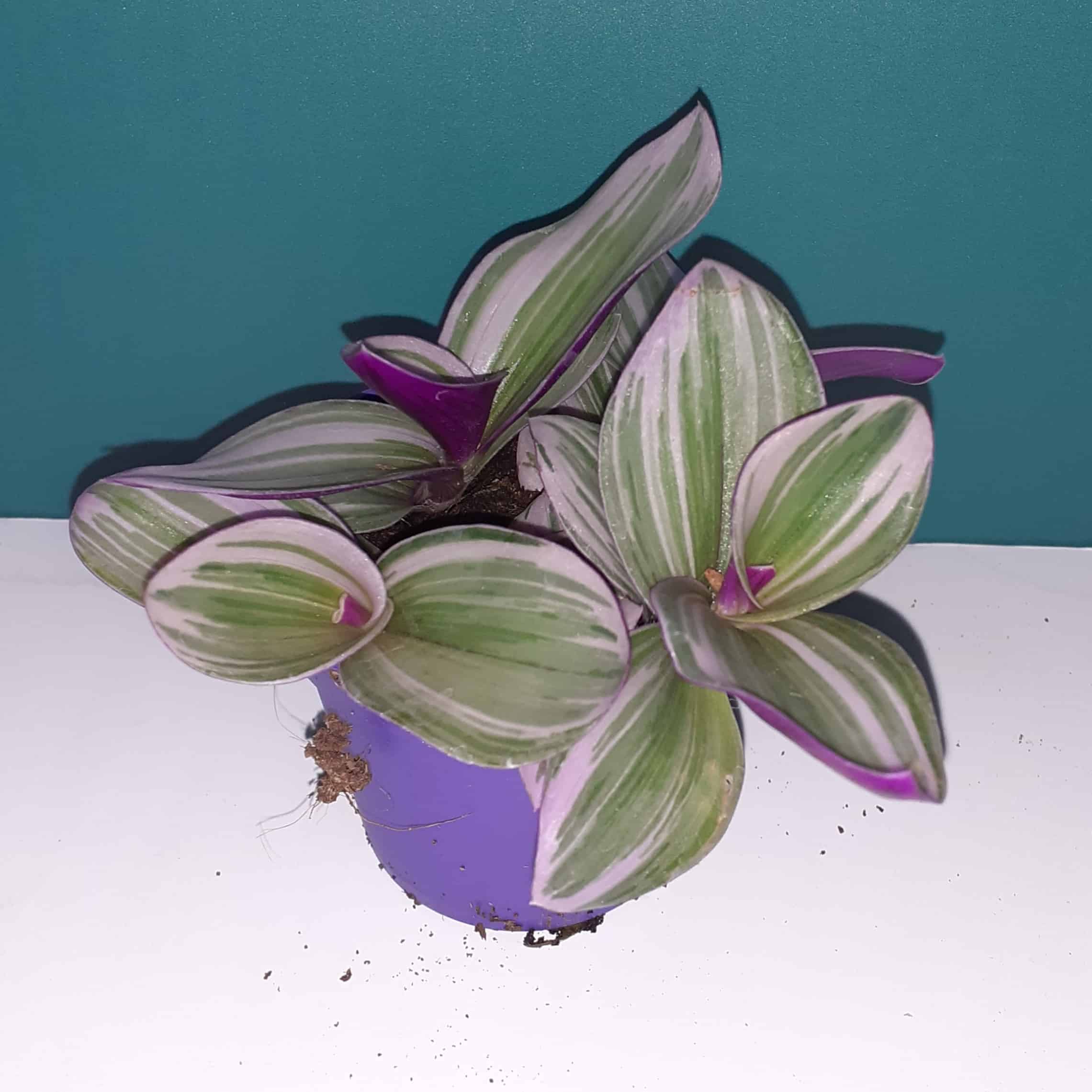 Tradescantia albiflora 'Nanouk'
