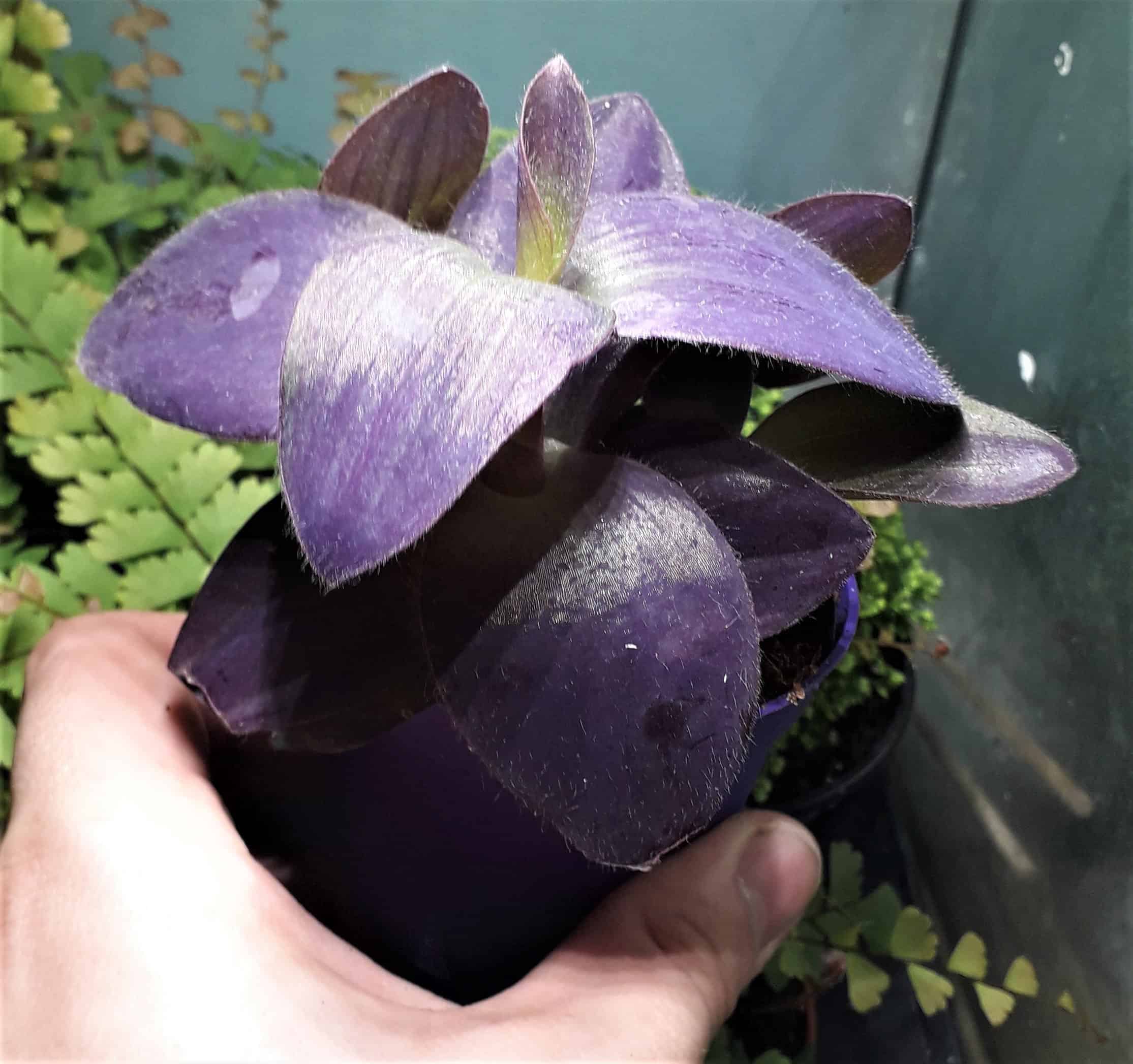 Tradescantia 'Purple Heart'