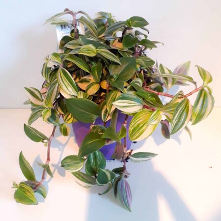 Tradescantia Fluminensis Quadricolour Medium