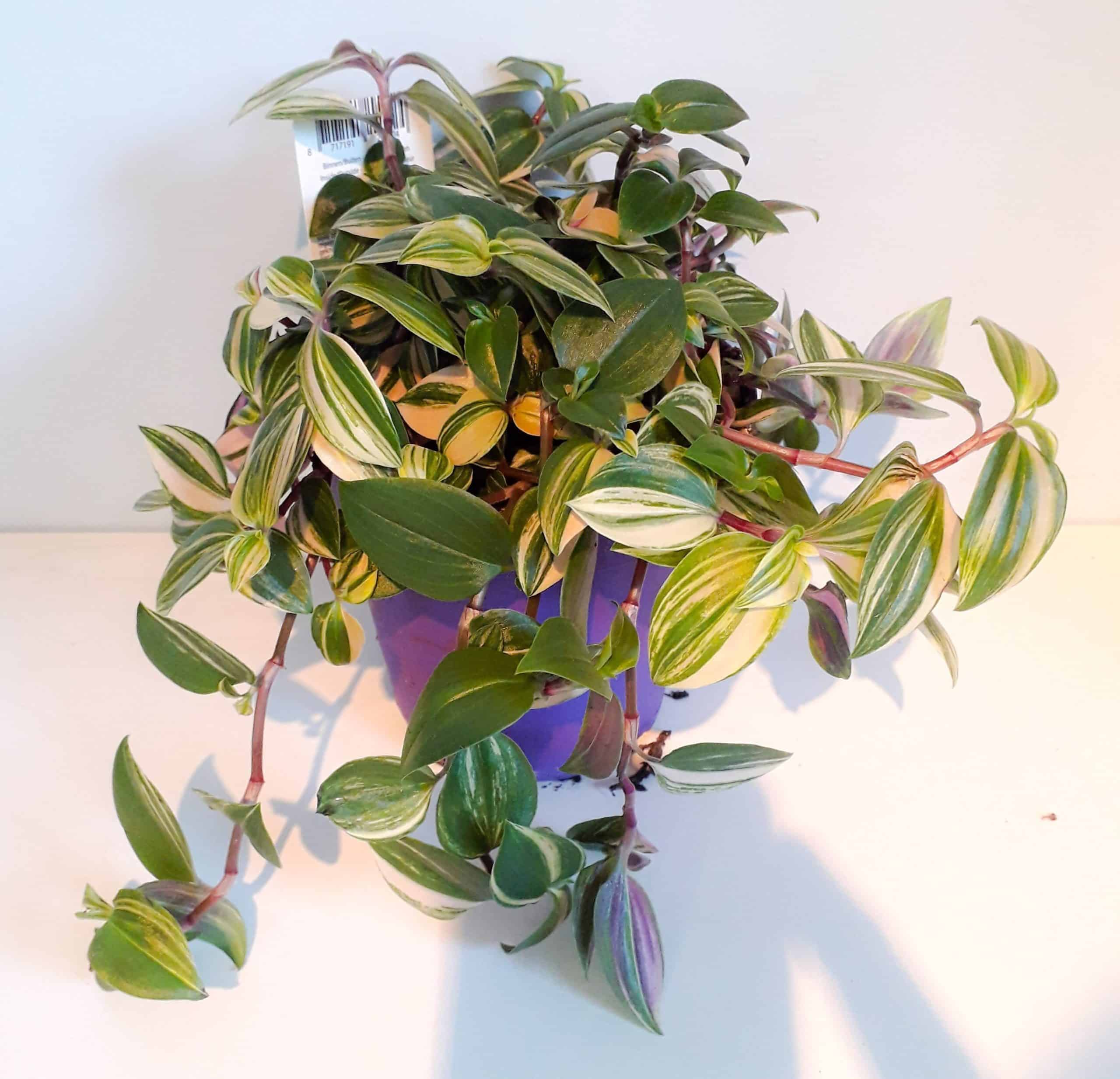 Tradescantia Fluminensis Quadricolour Medium
