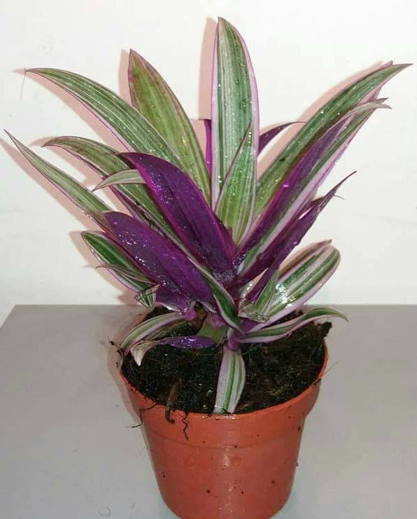 Tradescantia Rhoeo