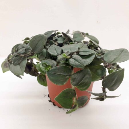 Tradescantia Green Hill