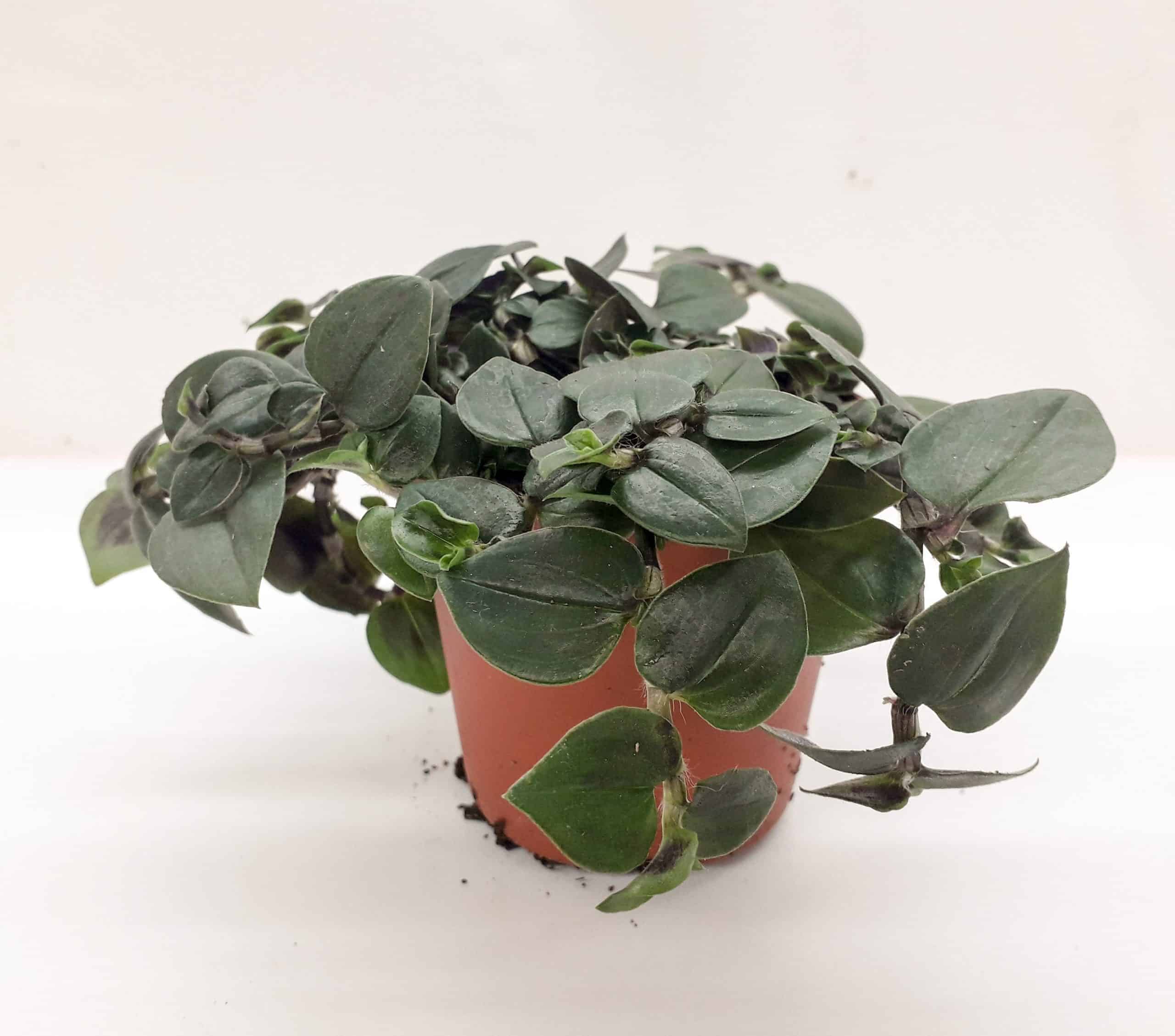 Tradescantia Sp. Medium