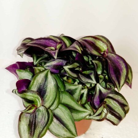 Tradescantia Zebrina