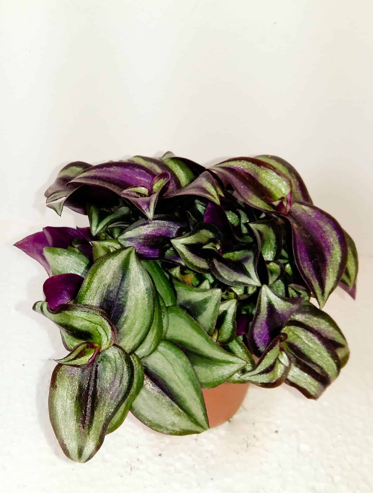Tradescantia Zebrina