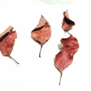 Veralu (Ceylon Olive) Leaves