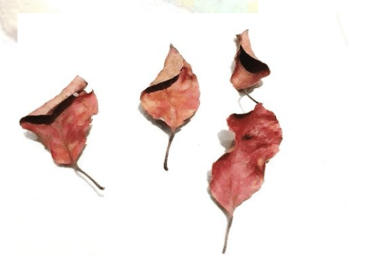 Veralu (Ceylon Olive) Leaves