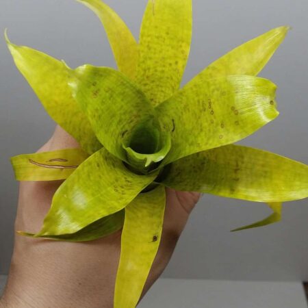 Vreisea fenestralis Mini