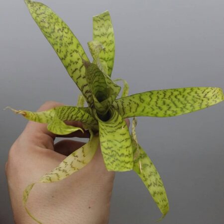 Vreisea hieroglyphica Mini