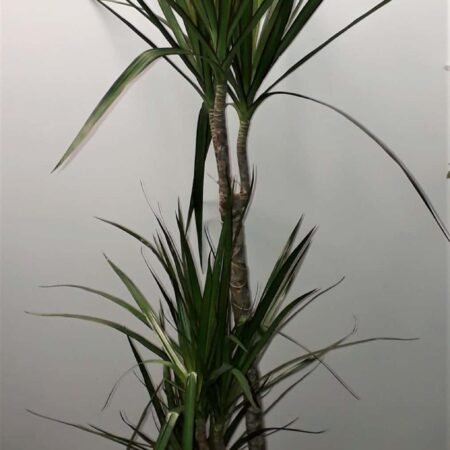 Dracaena Marginata 100cm