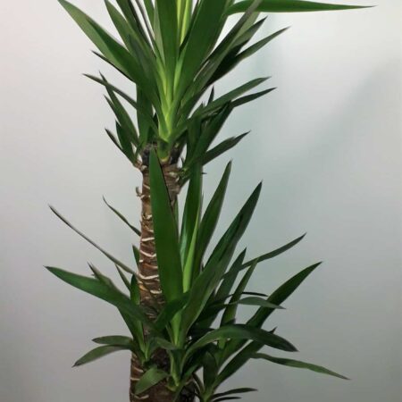 Yucca Gloriosa - Spanish Dagger - 135cm