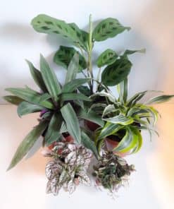 Yemen Chameleon Plant Bundle - Small