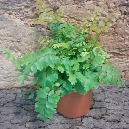 Adiantum hispidulum - Rough Maidenhair Fern