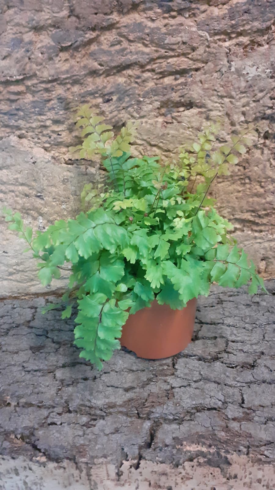 Adiantum hispidulum - Rough Maidenhair Fern