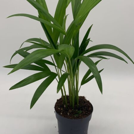 Dypsis Lutescens 40cm