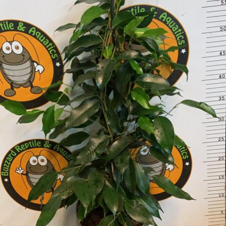 Ficus Benjamina Danielle 70cm - Weeping FIg