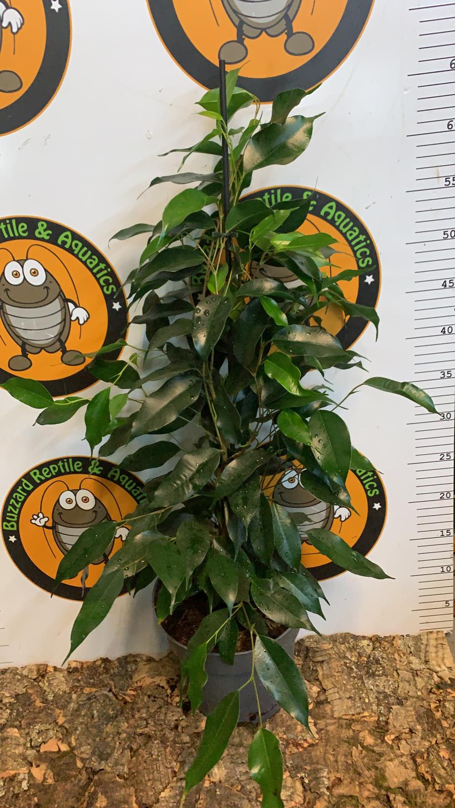 Ficus Benjamina Danielle 70cm - Weeping FIg