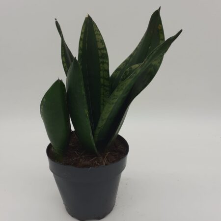 Sansevieria trifasciata