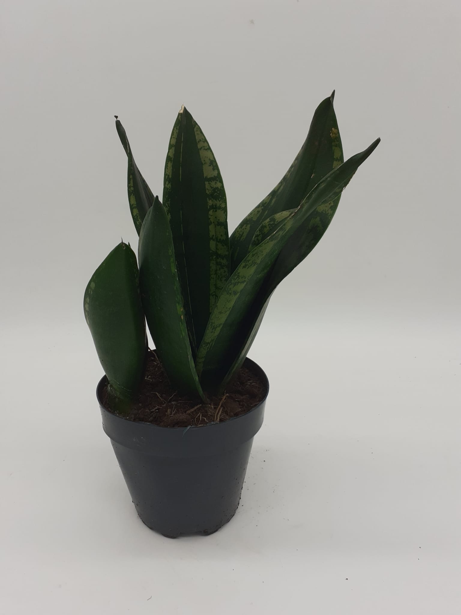 Sansevieria trifasciata
