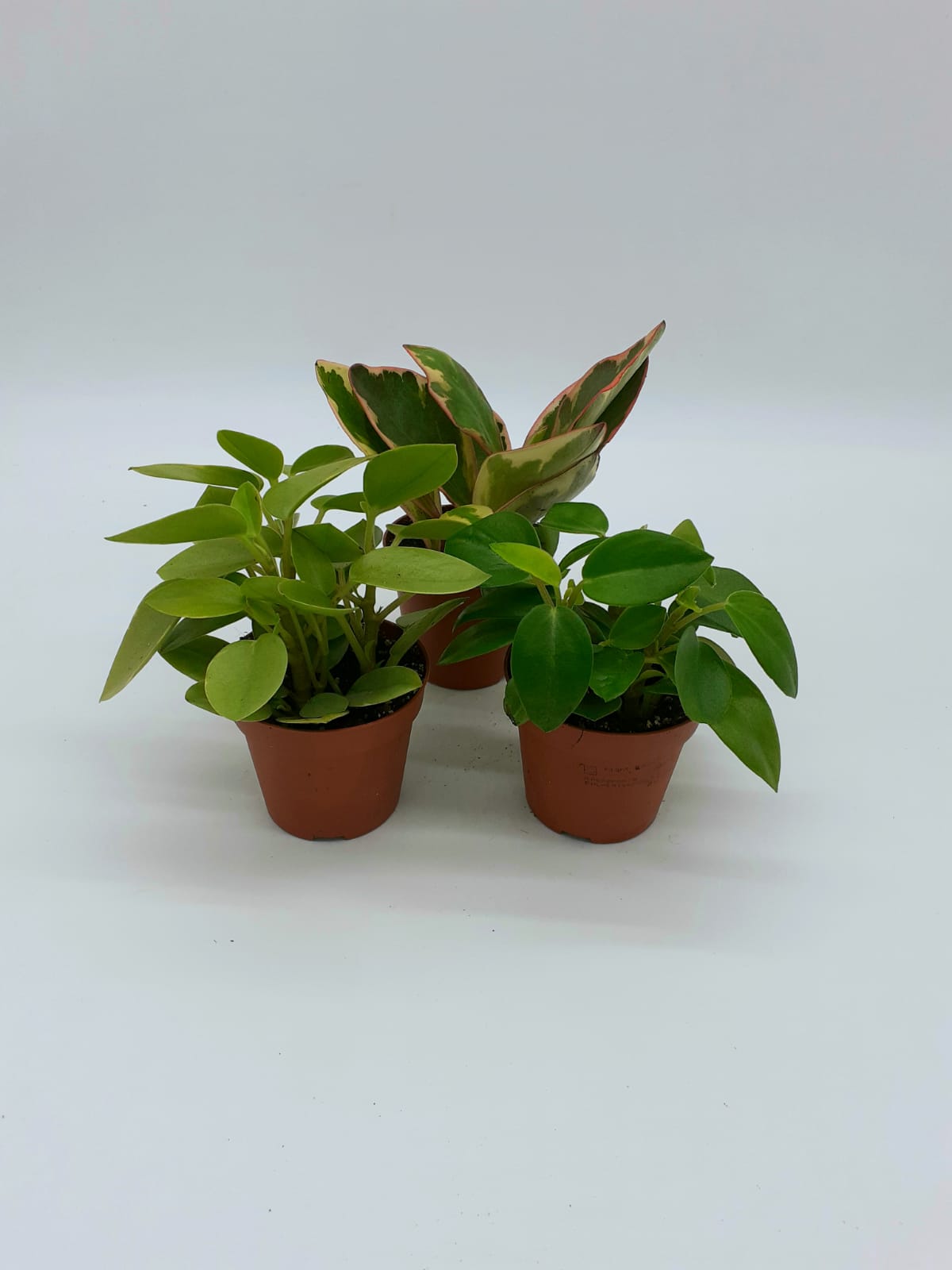 Peperomia