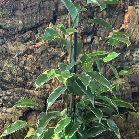 Ficus Benjamina 'Samantha' - Weeping Fig - 40-45cm