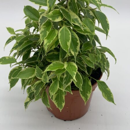 Ficus Benjamina 'Samantha' - Weeping Fig - 30-35cm