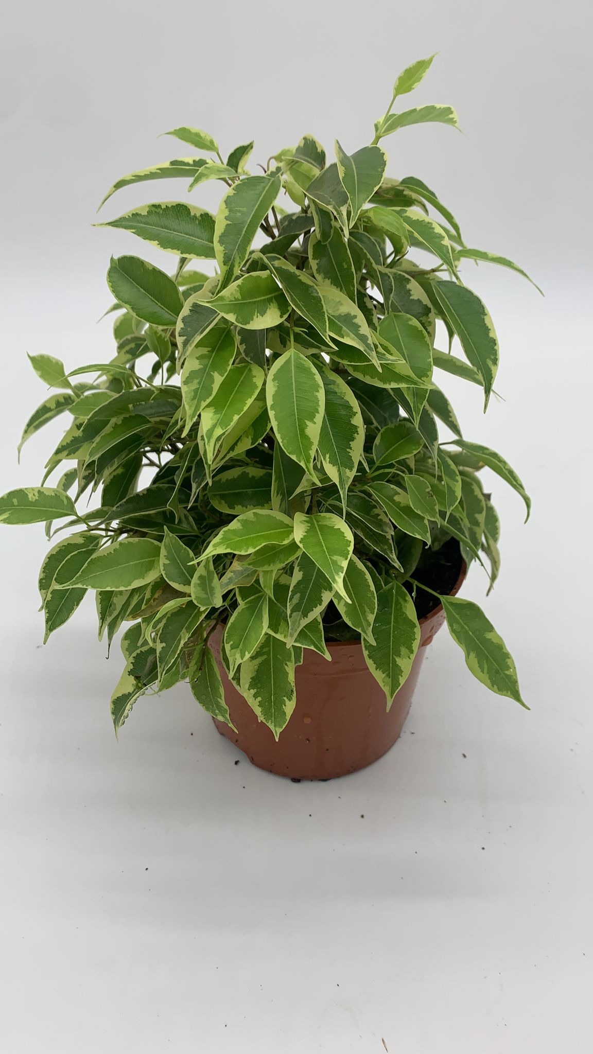 Ficus Benjamina 'Samantha' - Weeping Fig - 30-35cm