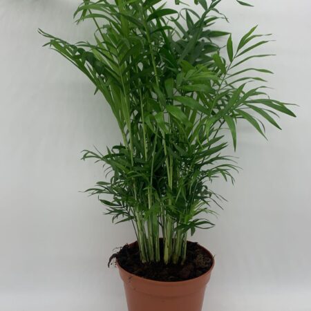 Chamaedorea Elegans 80cm