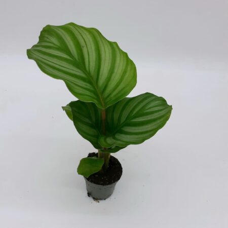 Calathea Sp4 Small