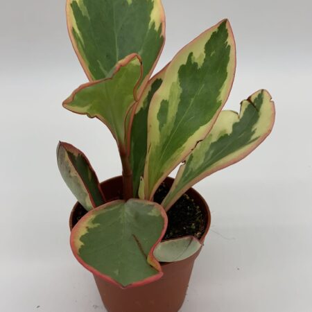 Peperomia Clusiifolia