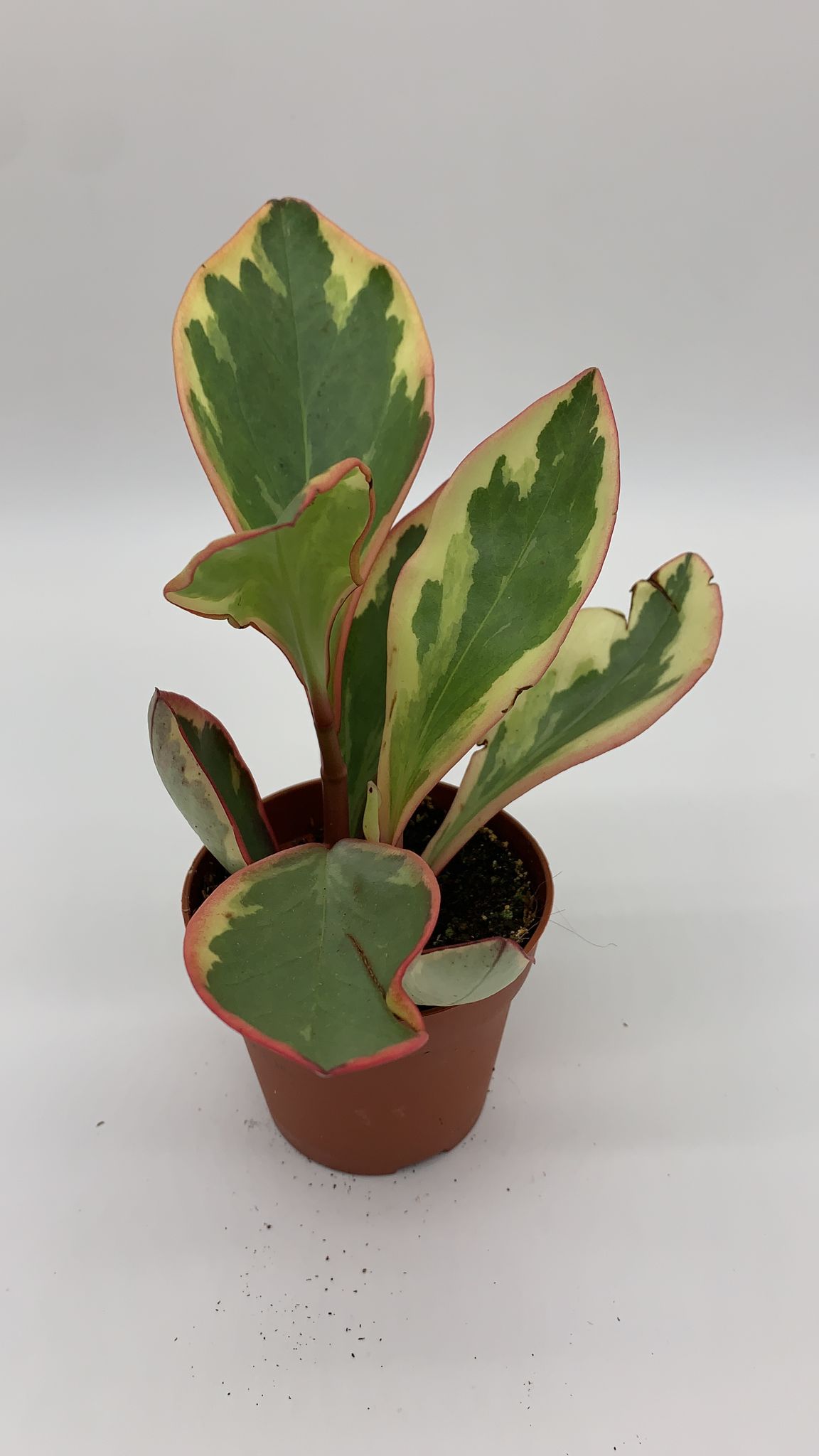 Peperomia Clusiifolia