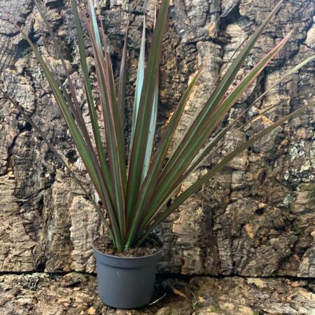 Dracaena Bicolour - Dragon Tree - 30cm