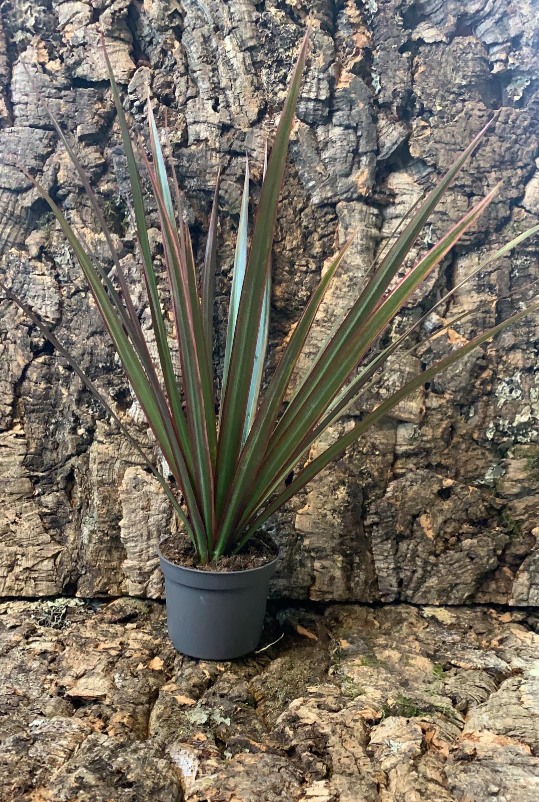 Dracaena Bicolour - Dragon Tree - 30cm