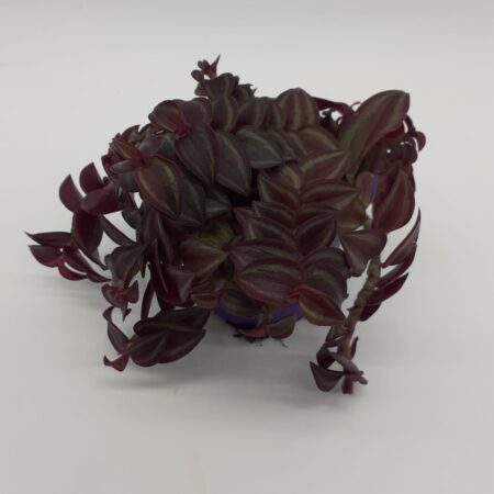 Tradescantia Purpusii