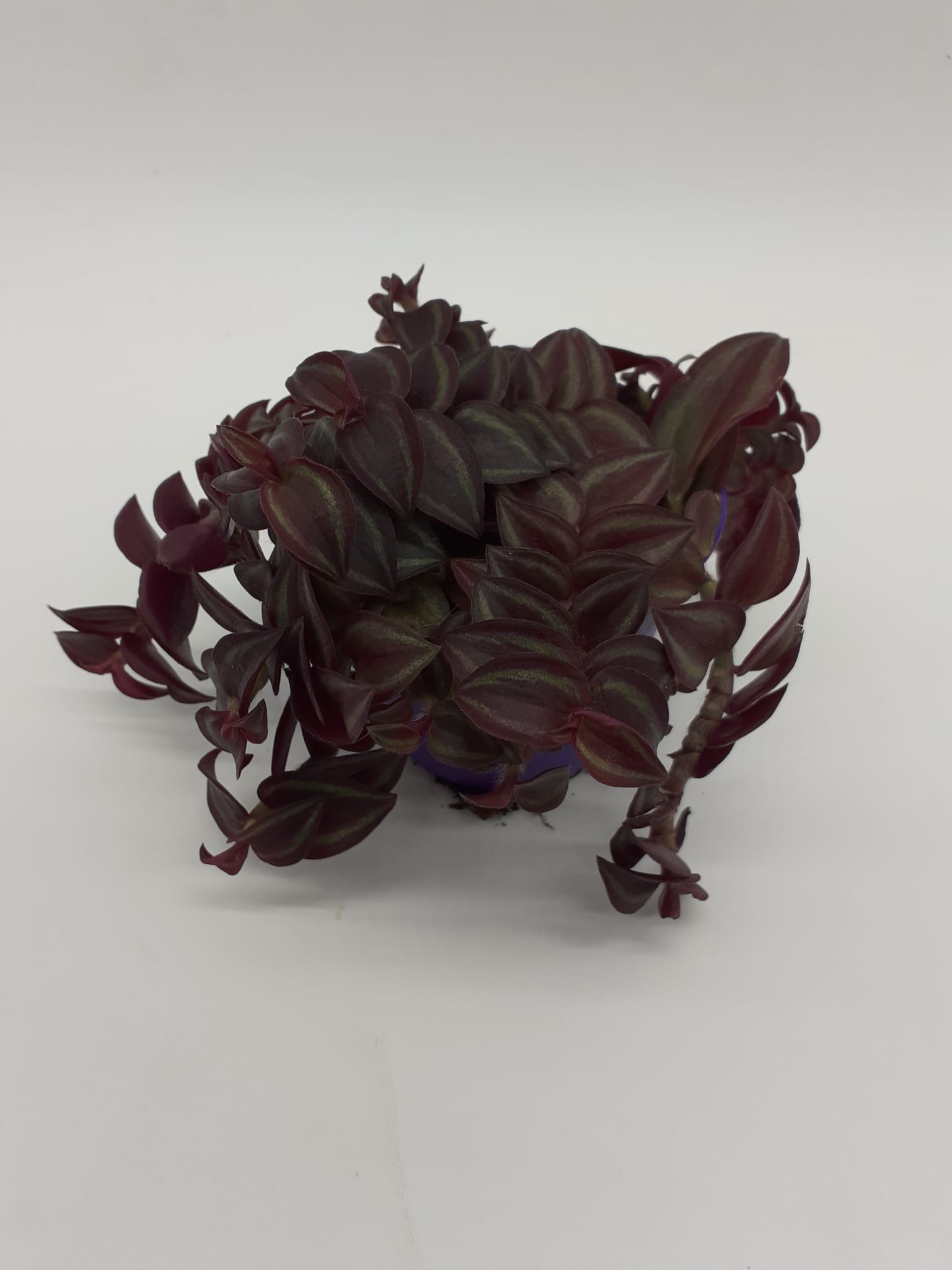 Tradescantia Purpusii