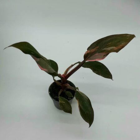 Philodenderon Pink Princess