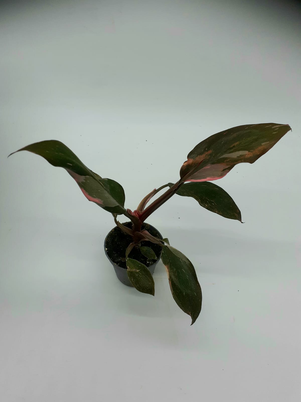 Philodenderon Pink Princess