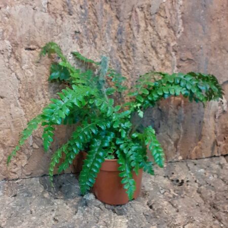 Polystichum - Shield Fern
