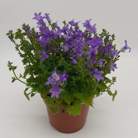 Campanula