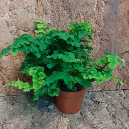 Adiantum